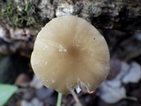 Pluteus romellii image
