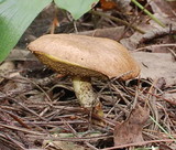 Suillus acidus image