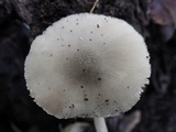 Pluteus salicinus image