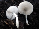 Pluteus salicinus image