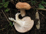 Hygrophorus pudorinus image
