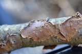 Hydnoporia tabacina image
