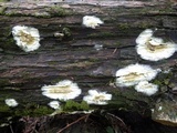Coniophora puteana image