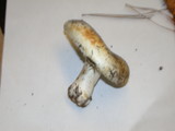 Russula brevipes var. brevipes image