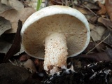 Suillus bellinii image