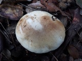 Suillus bellinii image