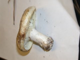 Russula brevipes var. brevipes image