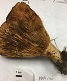 Lactarius quietus var. incanus image