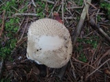 Lycoperdon echinatum image
