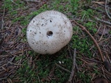 Lycoperdon echinatum image