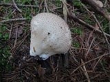 Lycoperdon echinatum image