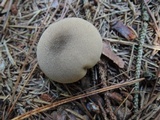 Lycoperdon molle image
