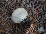 Lycoperdon molle image