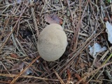 Lycoperdon molle image