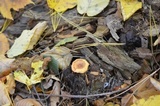 Hygrophoropsis aurantiaca image