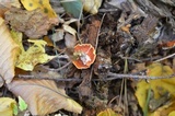 Hygrophoropsis aurantiaca image