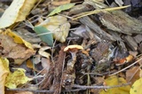 Hygrophoropsis aurantiaca image