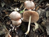 Entoloma roseum image