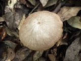 Entoloma roseum image