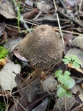 Inocybe bongardii image