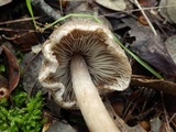 Inocybe bongardii image