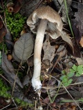 Inocybe bongardii image