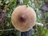 Inocybe bongardii image