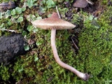 Inocybe bongardii image