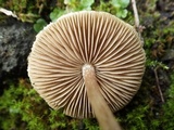 Inocybe bongardii image