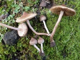 Inocybe bongardii image