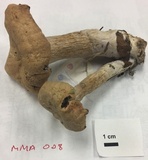 Laccaria trullisata image