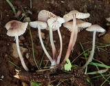 Mycena maculata image