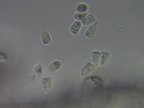 Lepiota castaneidisca image