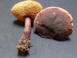 Xerocomellus atropurpureus image