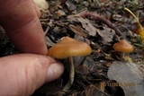 Psilocybe azurescens image