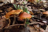 Psilocybe azurescens image
