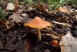 Psilocybe azurescens image