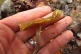 Psilocybe azurescens image