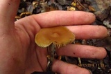 Psilocybe azurescens image