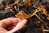 Psilocybe azurescens image
