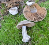 Cortinarius alboviolaceus image