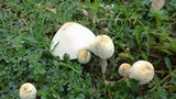 Chlorophyllum hortense image