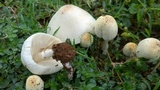 Chlorophyllum hortense image