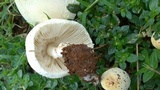 Chlorophyllum hortense image