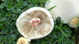 Chlorophyllum hortense image