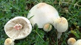 Chlorophyllum hortense image