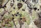 Cliostomum griffithii image