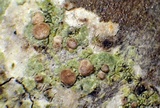Cliostomum griffithii image
