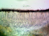 Cliostomum griffithii image