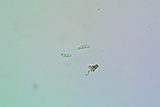 Cliostomum griffithii image